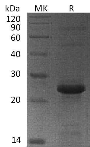 BL-1557NP: Greater than 90% as determined by reducing SDS-PAGE. (QC verified)