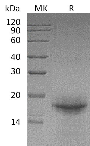 BL-1755NP: Greater than 95% as determined by reducing SDS-PAGE. (QC verified)