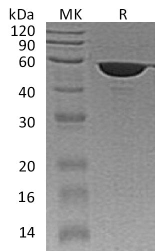 BL-1551NP: Greater than 95% as determined by reducing SDS-PAGE. (QC verified)