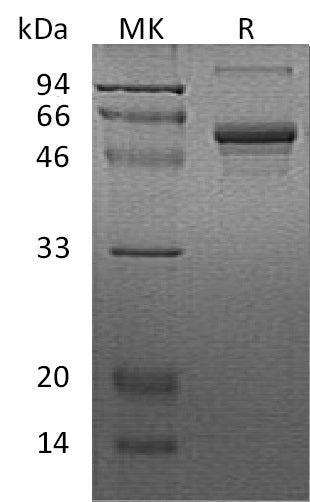 BL-1550NP: Greater than 90% as determined by reducing SDS-PAGE. (QC verified)