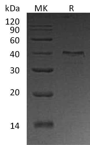 BL-1552NP: Greater than 95% as determined by reducing SDS-PAGE. (QC verified)