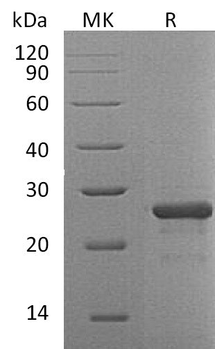 BL-0867NP: Greater than 95% as determined by reducing SDS-PAGE. (QC verified)
