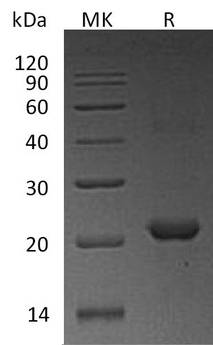 BL-1556NP: Greater than 95% as determined by reducing SDS-PAGE. (QC verified)