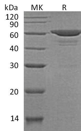BL-2673NP: Greater than 95% as determined by reducing SDS-PAGE. (QC verified)