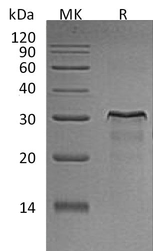 BL-0872NP: Greater than 95% as determined by reducing SDS-PAGE. (QC verified)