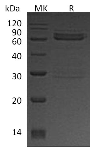 BL-0270NP: Greater than 90% as determined by reducing SDS-PAGE. (QC verified)