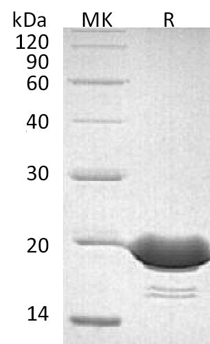 BL-0873NP: Greater than 95% as determined by reducing SDS-PAGE. (QC verified)