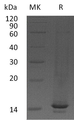 BL-1887NP: Greater than 95% as determined by reducing SDS-PAGE. (QC verified)