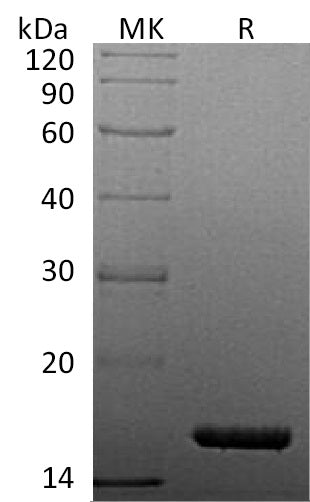 BL-1664NP: Greater than 95% as determined by reducing SDS-PAGE. (QC verified)Recombinant Human TNF alpha Protein (C-6His)
