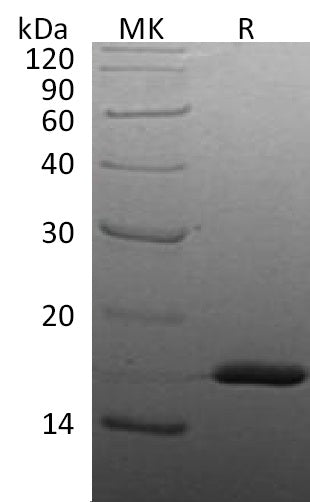 BL-2873NP: Greater than 95% as determined by reducing SDS-PAGE. (QC verified)