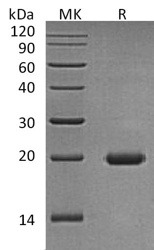 BL-1885NP: Greater than 95% as determined by reducing SDS-PAGE. (QC verified)Recombinant Human IL-17D Protein