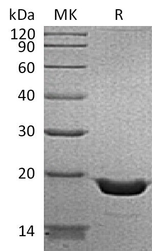 BL-1665NP: Greater than 95% as determined by reducing SDS-PAGE. (QC verified)Recombinant Human TNF alpha Protein (N-6His)