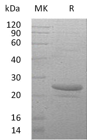 BL-1674NP: Greater than 95% as determined by reducing SDS-PAGE. (QC verified)