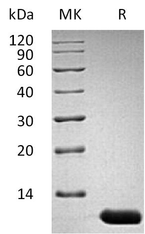 BL-2882NP: Greater than 95% as determined by reducing SDS-PAGE. (QC verified)Recombinant Mouse IL-13 Protein (106AA)