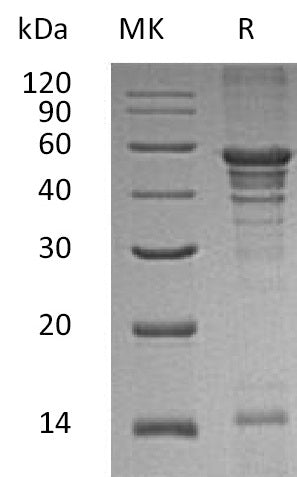 BL-1558NP: Greater than 90% as determined by reducing SDS-PAGE. (QC verified)