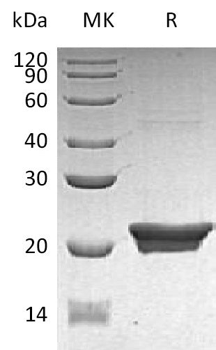 BL-1559NP: Greater than 90% as determined by reducing SDS-PAGE. (QC verified)