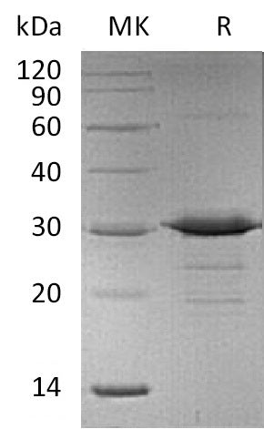 BL-0876NP: Greater than 95% as determined by reducing SDS-PAGE. (QC verified)