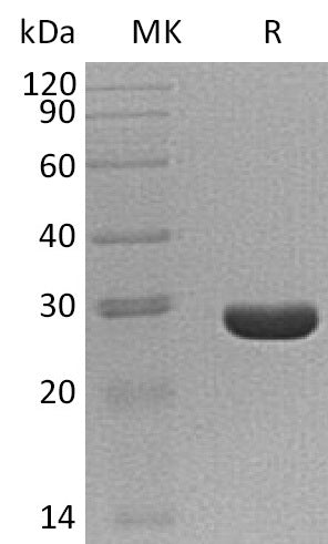 BL-2615NP: Greater than 95% as determined by reducing SDS-PAGE. (QC verified)