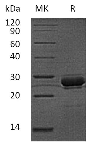 BL-0271NP: Greater than 85% as determined by reducing SDS-PAGE. (QC verified)