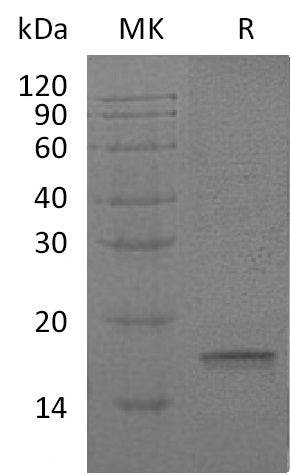 BL-1748NP: Greater than 95% as determined by SEC-HPLC. (Regularly tested)