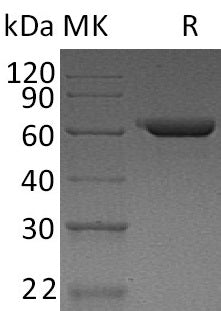 BL-1736NP: Greater than 95% as determined by reducing SDS-PAGE. (QC verified)
