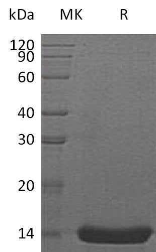 BL-1752NP: Greater than 95% as determined by reducing SDS-PAGE. (QC verified)Recombinant Human IL-22  Protein (E. Coli)