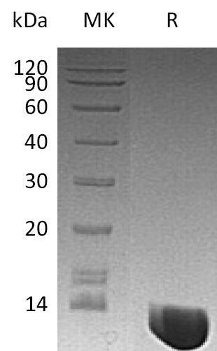BL-2879NP: Greater than 95% as determined by reducing SDS-PAGE. (QC verified)Recombinant Human MIFProtein (N-6His)