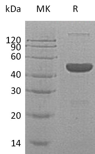 BL-2073NP: Greater than 95% as determined by reducing SDS-PAGE. (QC verified)