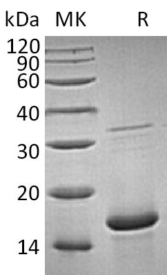 BL-1893NP: Greater than 95% as determined by reducing SDS-PAGE. (QC verified)