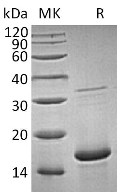 BL-1893NP: Greater than 95% as determined by reducing SDS-PAGE. (QC verified)Recombinant Human FGFa Protein (154AA)
