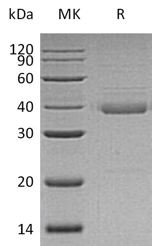 BL-0257NP: Greater than 90% as determined by reducing SDS-PAGE. (QC verified)