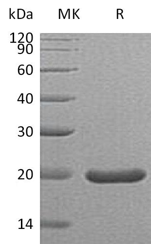 BL-2030NP: Greater than 95% as determined by reducing SDS-PAGE. (QC verified)