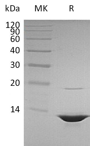 BL-1897NP: Greater than 95% as determined by reducing SDS-PAGE. (QC verified)