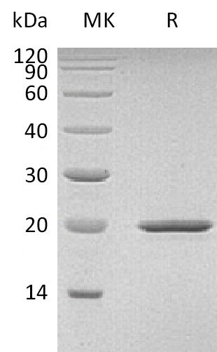 BL-1763NP: Greater than 95% as determined by reducing SDS-PAGE. (QC verified)