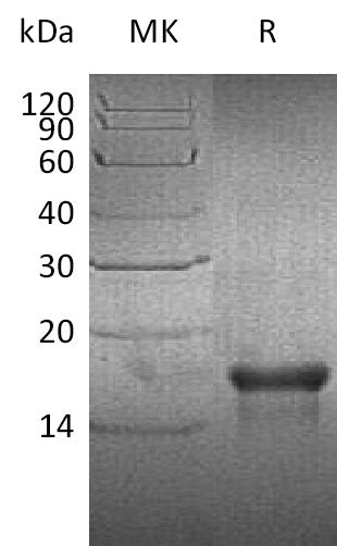 BL-1726NP: Greater than 90% as determined by reducing SDS-PAGE. (QC verified)Recombinant Human PDGF-AA Protein