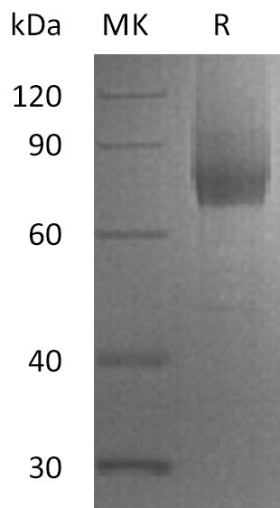 BL-0896NP: Greater than 95% as determined by reducing SDS-PAGE. (QC verified)Recombinant Human IL-7RA Protein (C-Fc-6His)