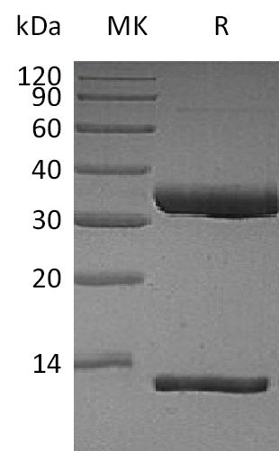 BL-2503NP: Greater than 95% as determined by reducing SDS-PAGE. (QC verified)Recombinant Human FcRn Heterodimer Protein (C-6His)