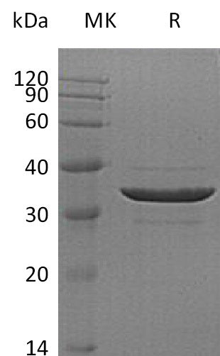 BL-0272NP: Greater than 95% as determined by reducing SDS-PAGE. (QC verified)