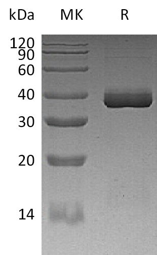 BL-2515NP: Greater than 95% as determined by reducing SDS-PAGE. (QC verified)