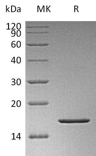 BL-1899NP: Greater than 95% as determined by reducing SDS-PAGE. (QC verified)