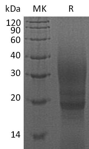 BL-0322NP: Greater than 90% as determined by reducing SDS-PAGE. (QC verified)