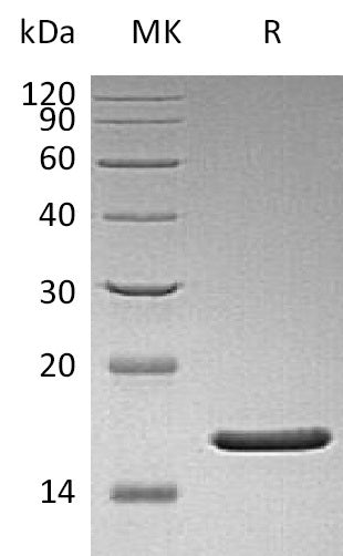 BL-1900NP: Greater than 95% as determined by reducing SDS-PAGE. (QC verified)