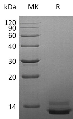 BL-0900NP: Greater than 95% as determined by reducing SDS-PAGE. (QC verified)Recombinant Human PPY Protein (C-6His)