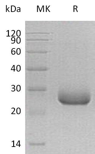 BL-0906NP: Greater than 95% as determined by reducing SDS-PAGE. (QC verified)Recombinant Human PRADC1 Protein (C-6His)