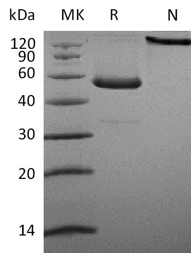 BL-0081NP: Greater than 90% as determined by reducing SDS-PAGE. (QC verified)Recombinant Human CD27L Protein (C-Fc)