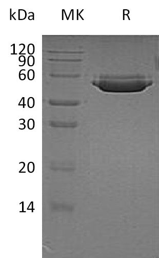 BL-1582NP: Greater than 95% as determined by reducing SDS-PAGE. (QC verified)Recombinant Human CTSA Protein (C-6His)
