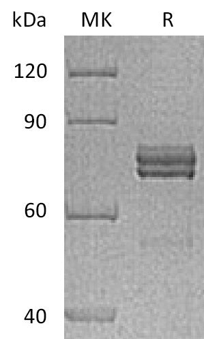 BL-0082NP: Greater than 90% as determined by reducing SDS-PAGE. (QC verified)Recombinant Human CTGF Protein (C-Fc)