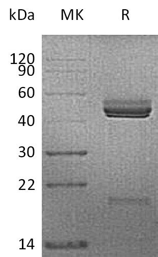 BL-0905NP: Greater than 95% as determined by reducing SDS-PAGE. (QC verified)Recombinant Mouse IL-23 Protein (C-6His)