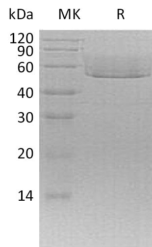 BL-0917NP: Greater than 95% as determined by reducing SDS-PAGE. (QC verified)Recombinant Mouse CX3CL1 Protein (C-6His)