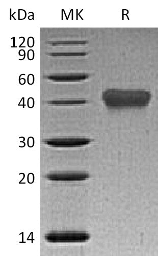 BL-1233NP: Greater than 95% as determined by reducing SDS-PAGE. (QC verified)Recombinant Human TNF RII Protein (C-6His)